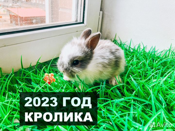 Карликовый кролик - самый маленький