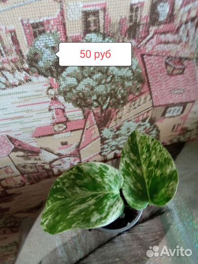 Сциндарсус