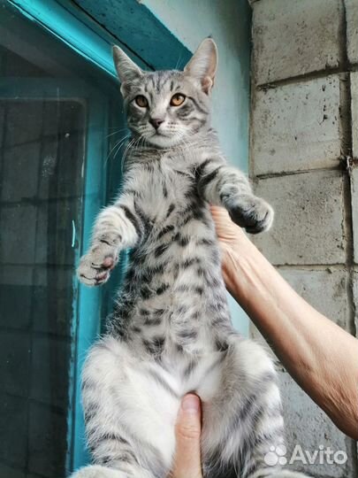 На открытом общественном балконе выжив 5 котят