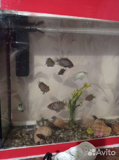 Аквариум