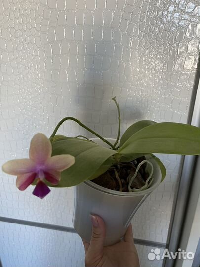 Ароматная орхидея лиодоро, цветет сейчас
