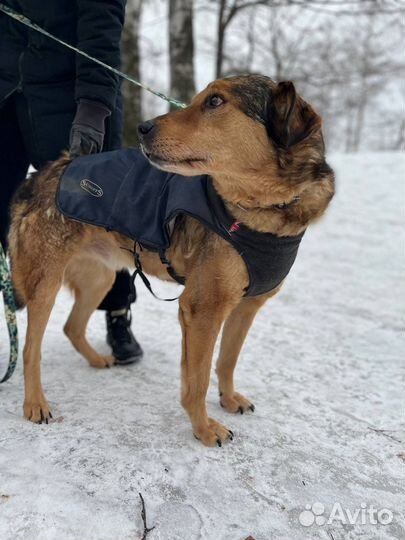 Чудо собака,нежный пес в приюте