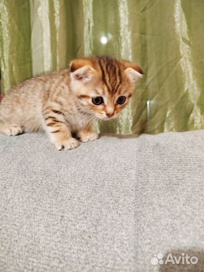 Отдам бесплатно