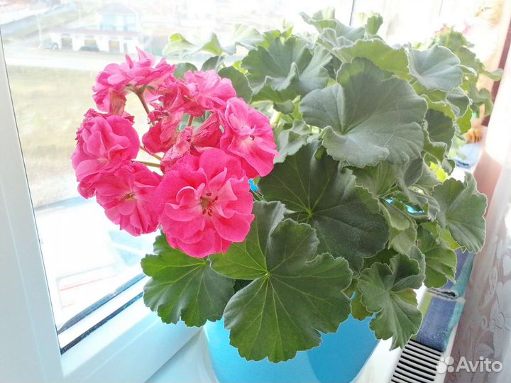 Китайская-роза-герань-столетник-вгоршках