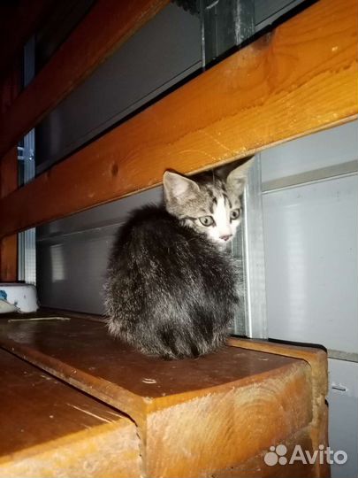 Безхвостый Котенок