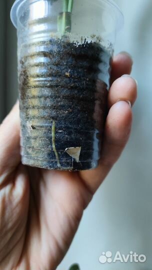 Спатифиллум picasso