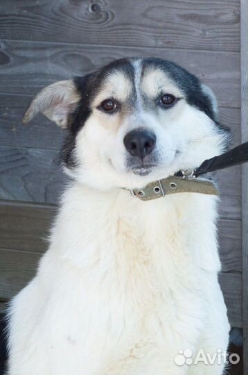 Ронни в добрые руки