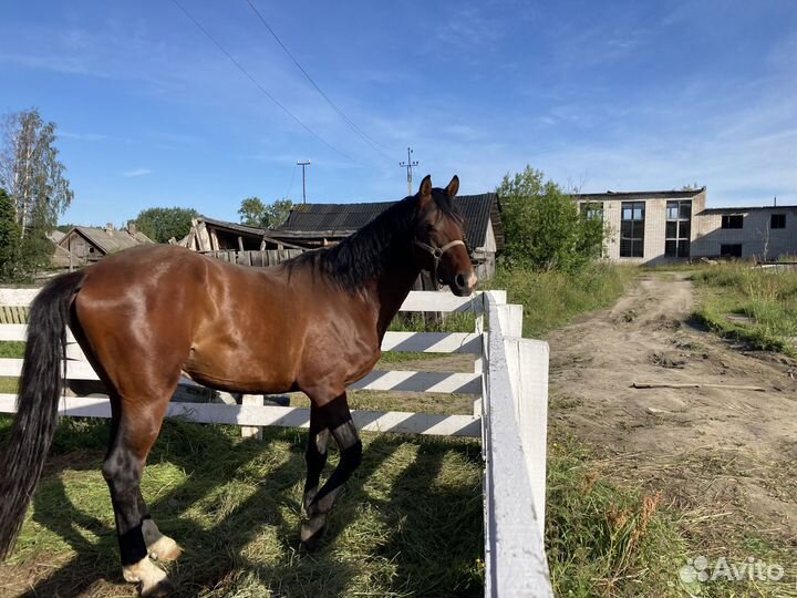 Продажа коня