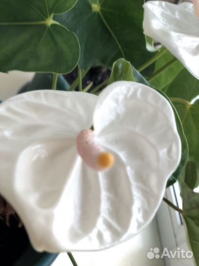 Антуриум акрополис, коллекционный сорт