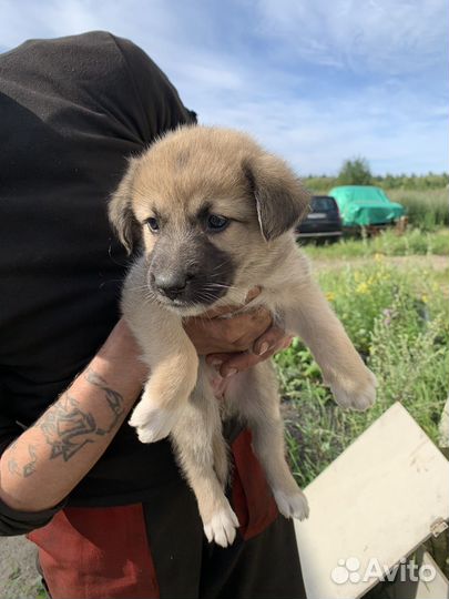 Метис хаски