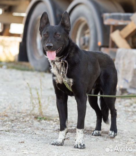 Найдена собака