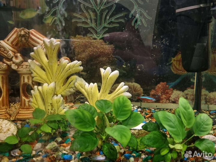 Аквариум