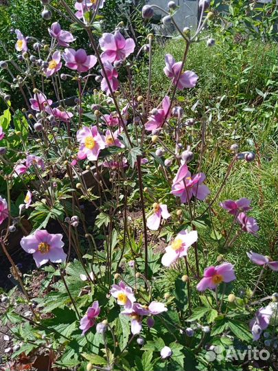 Мои излишки