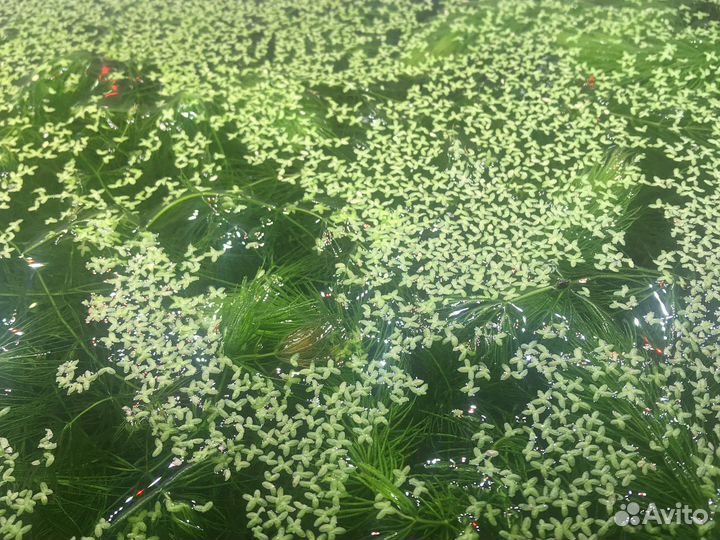 Водоросли для аквариума