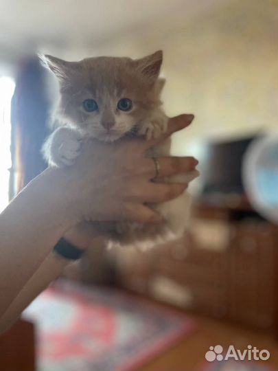 Котята Мейн-кун