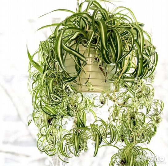 Комнатные цветы