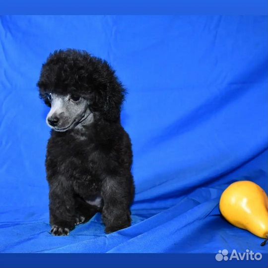 Миниатюрный пудель щенки
