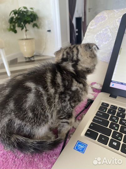 Шотланская шиншилла