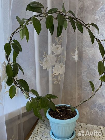 Амазонская лилия,Хатиора,Кислица,Хойя