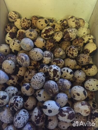 Свежие домашние Яйца мясо птицы