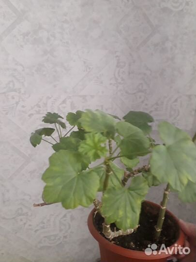 Герань розебудная и болгарская, колеус в горшках