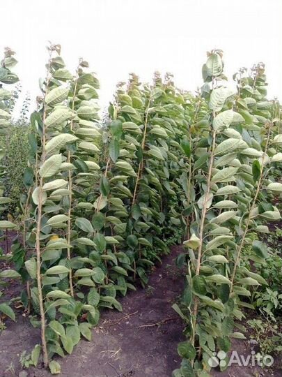 Саженцы плодовых деревьев (опт)