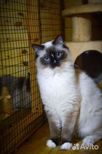 Кошки рэгдолл