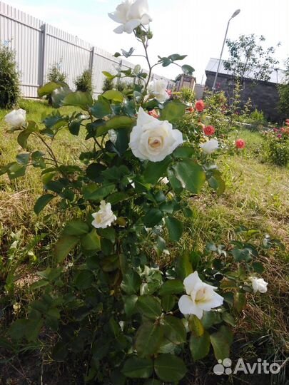 Кустовые розы саженцы