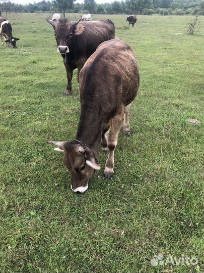 Быки,нетели,телки,дойные коровы