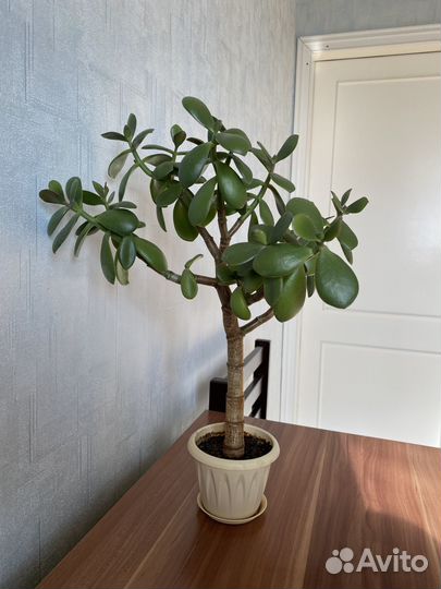 Толстянка (денежное дерево)