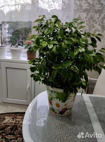 Фикус Бенджамина