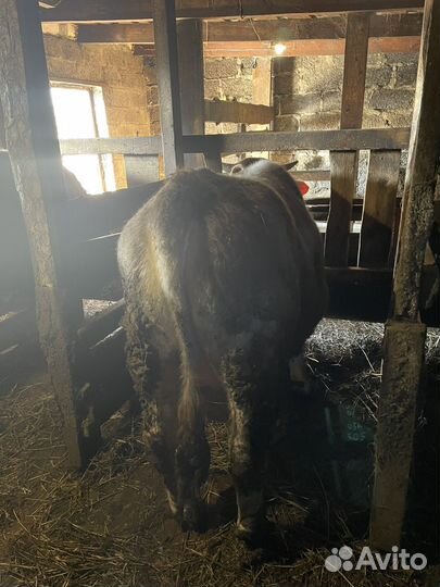 Быки на мясо