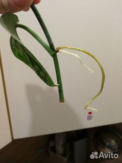 Сциндапсус расписной