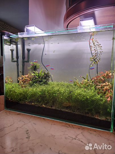 Аквариум-креветочник