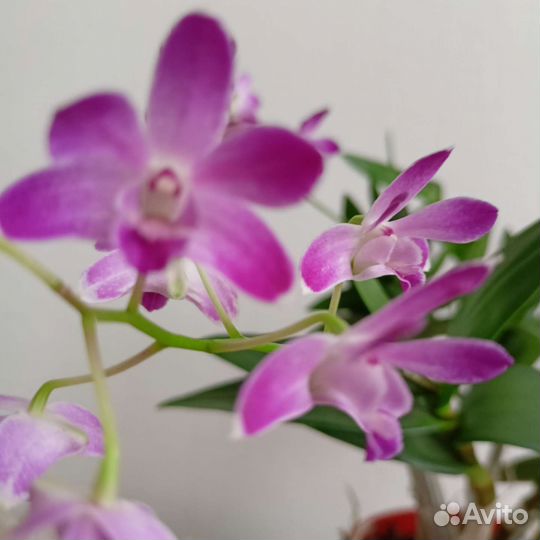 Орхидея дендробиум