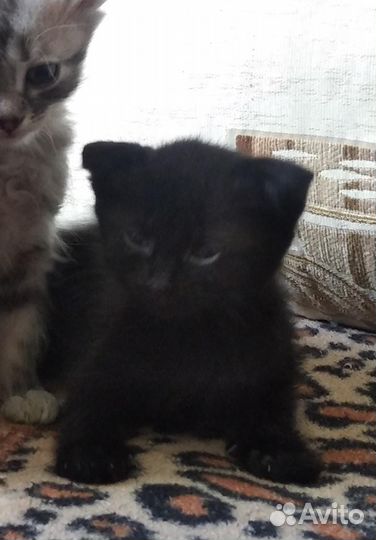 Котятки