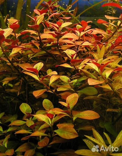 Людвигия аквариумное растение и эхинодорус нежный