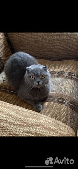 Шотландская