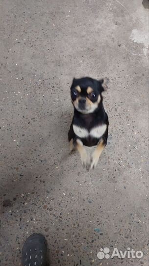 Чихуахуа мини