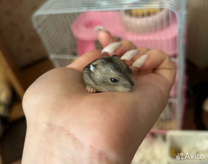 Джунгарский хомяк
