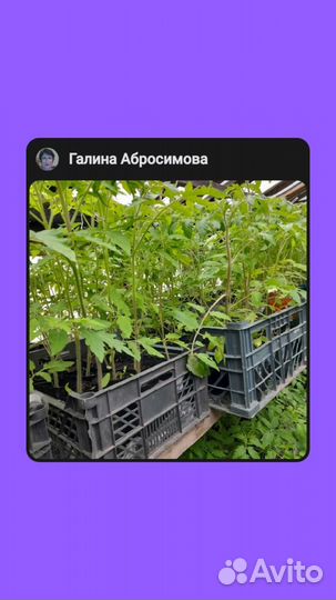 Рассада помидор,перец,огурцы