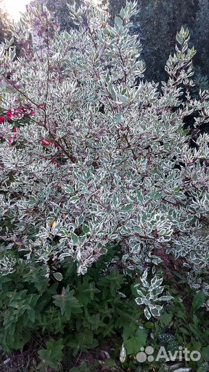 Дерен пестролистный Элигантиссима