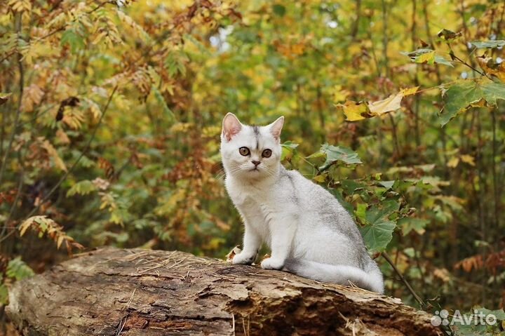 Котята серебристая шиншилла девочки