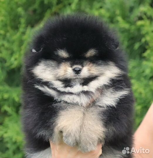 Щенок шпица чёрно-подпалого окраса