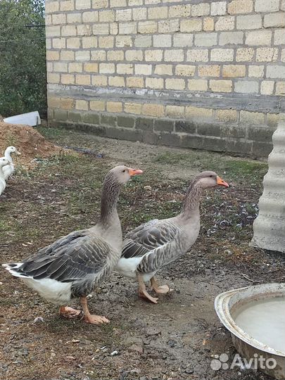 Утки муларды гуси