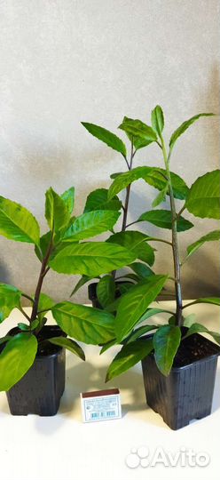 Шпинат Джинура или 