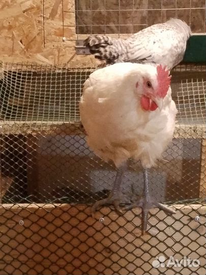 Молодые петушки