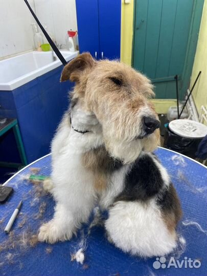 Фокстерьер