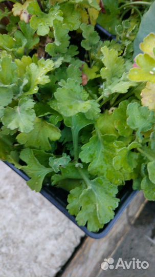 Цветы домашние, уличные