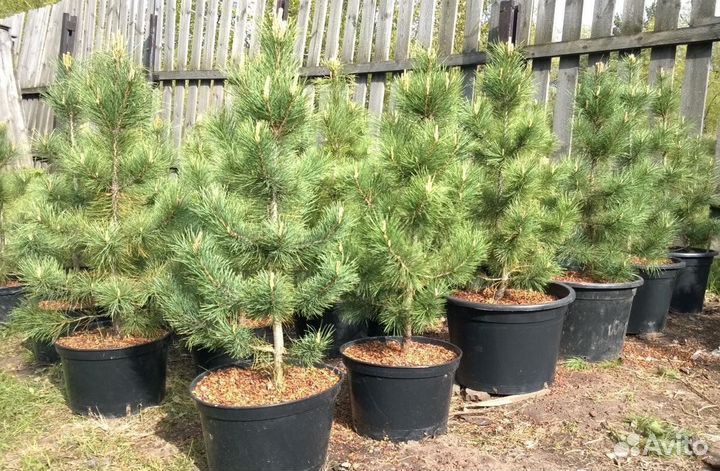 Кедр, карликовая сосна, туя